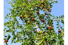 Hünnap Ağacı Nerede Yetişir?