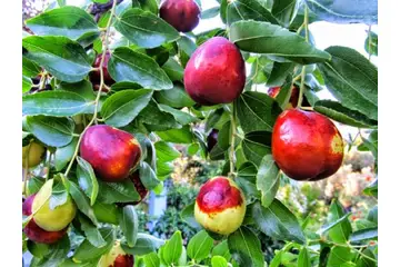 Hünnap Meyvesi Özellikleri ve Faydaları Nelerdir?