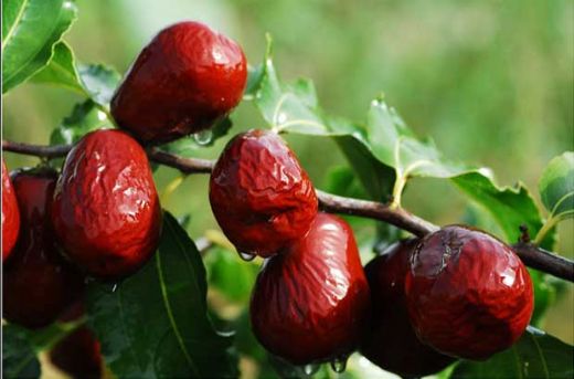 Hünnap Faydaları Nelerdir?